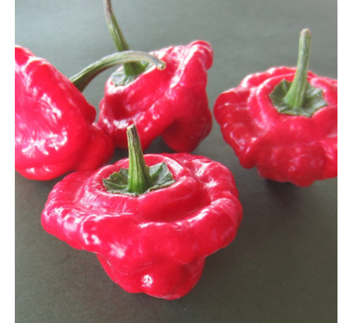 Насіння перцю гострого  Jamaican Red Pepper